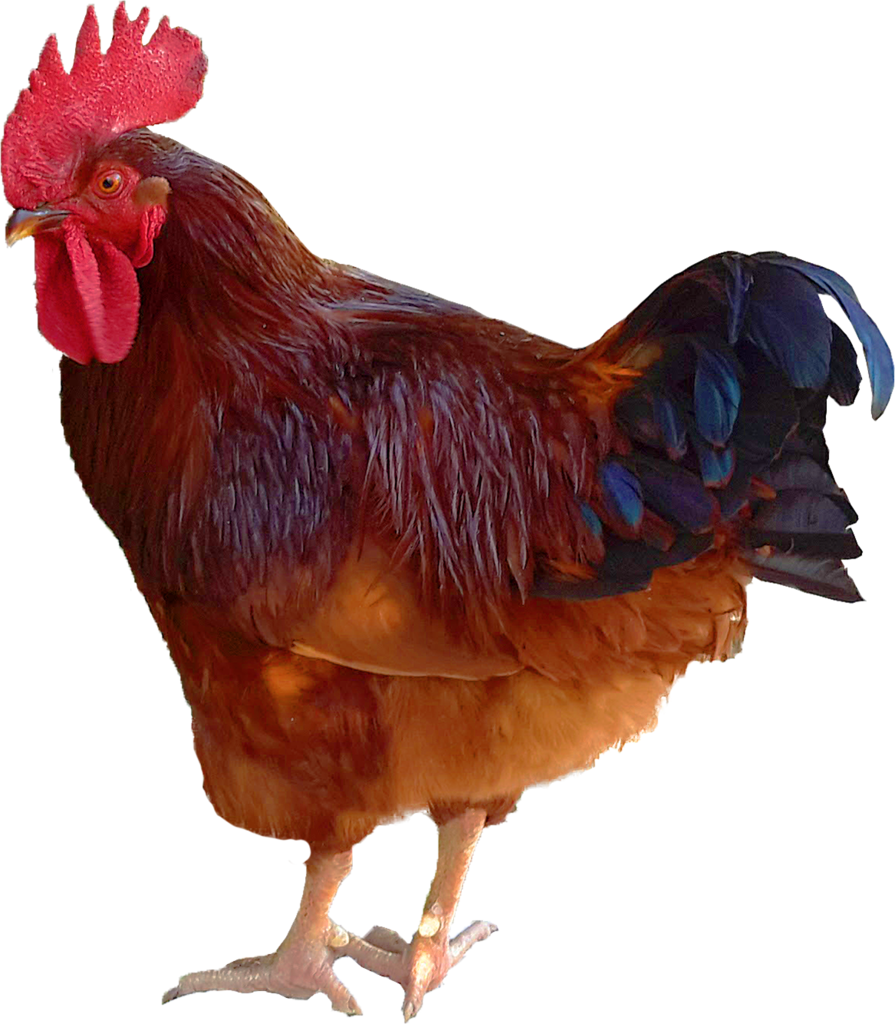 Rooster