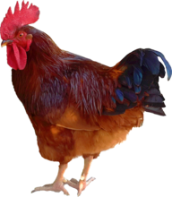 Rooster